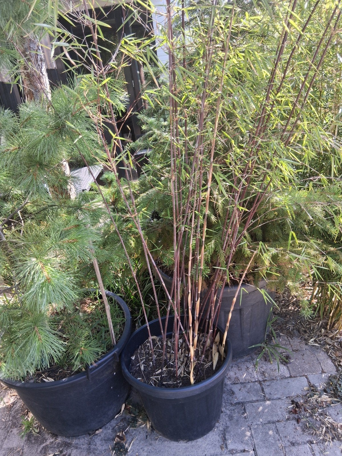 fargesia nitida black pearl in kuip, Tuin en Terras, Planten | Tuinplanten, Ophalen, Bloeit niet, Overige soorten, Halfschaduw