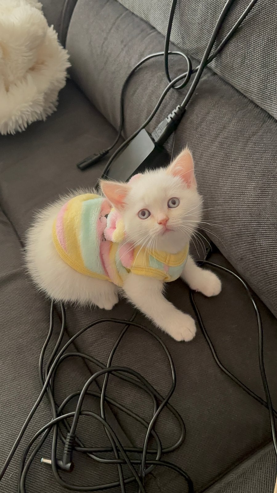 Kittens, Dieren en Toebehoren