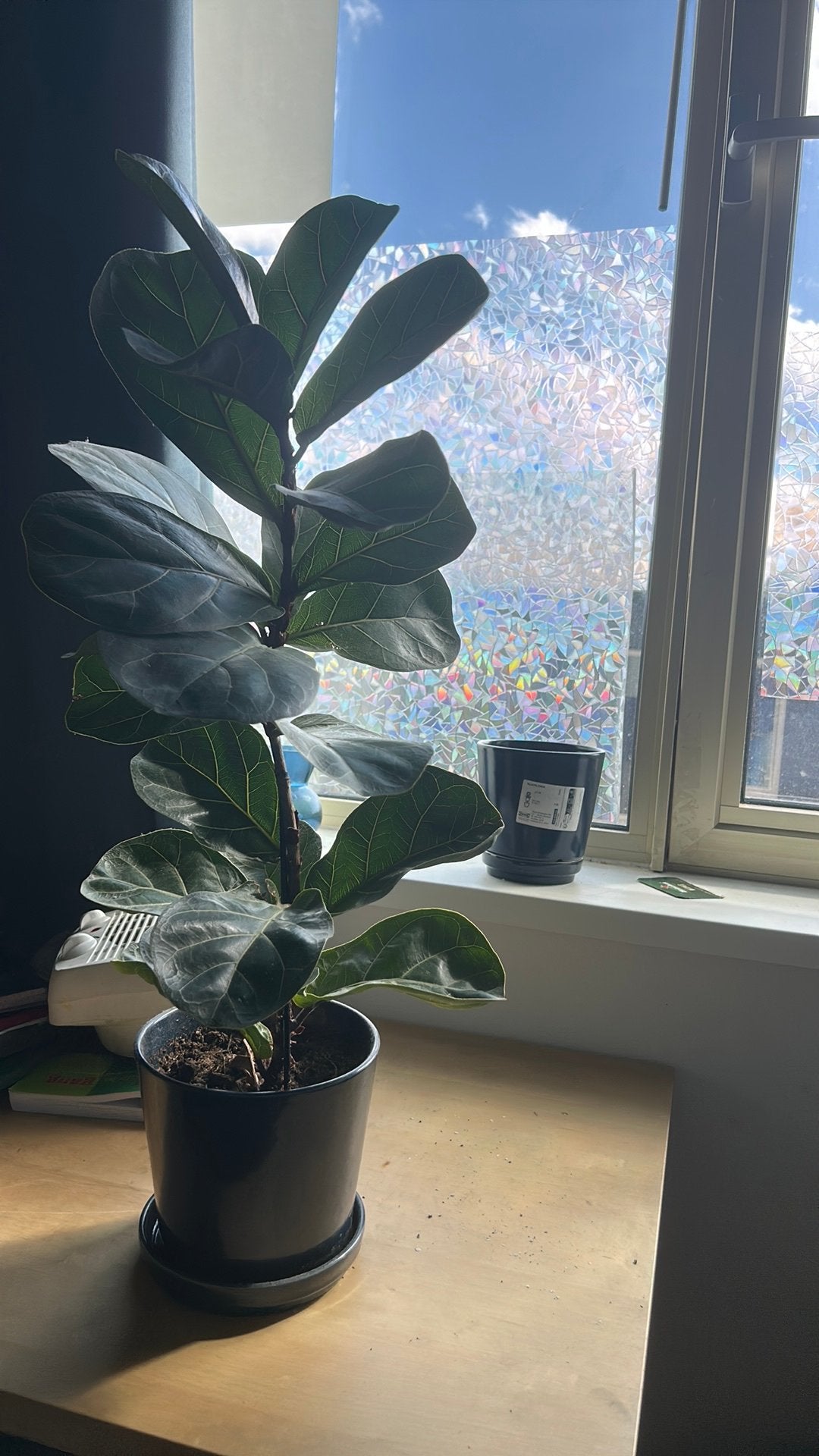 Ficus lyrata, Ophalen, Zo goed als nieuw