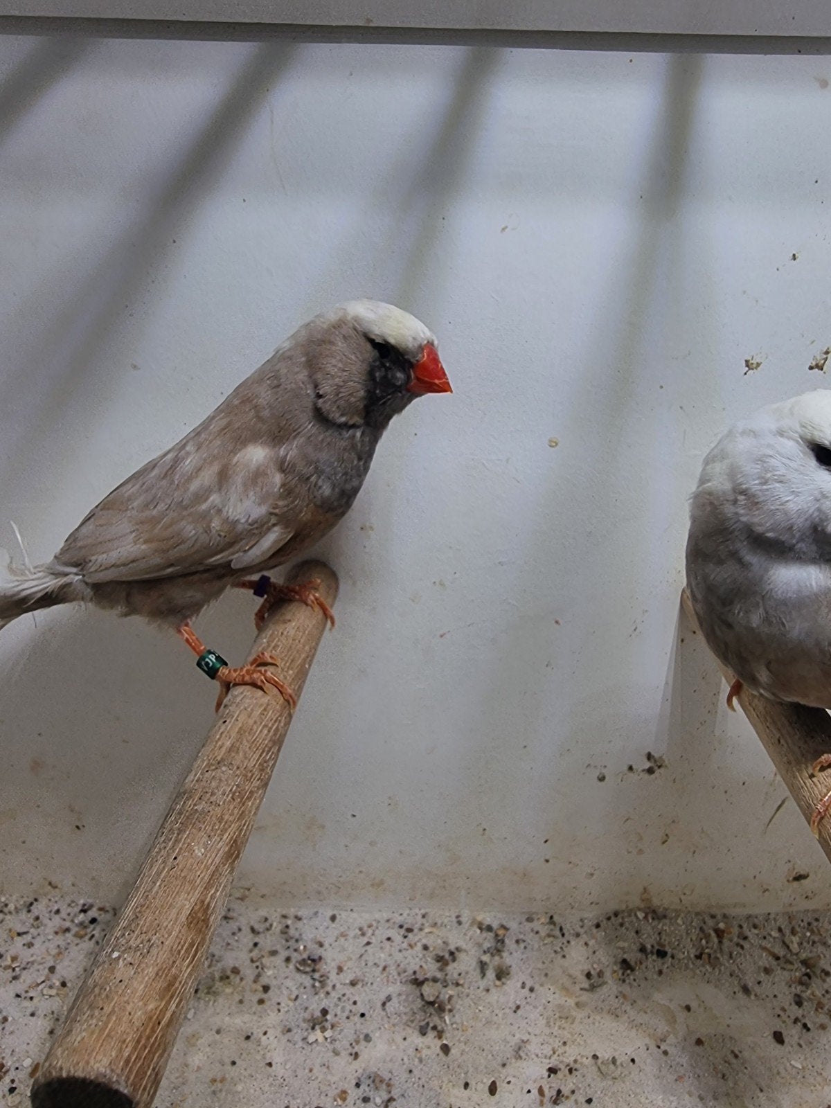 Te koop koppel charcoal wang, Meerdere dieren