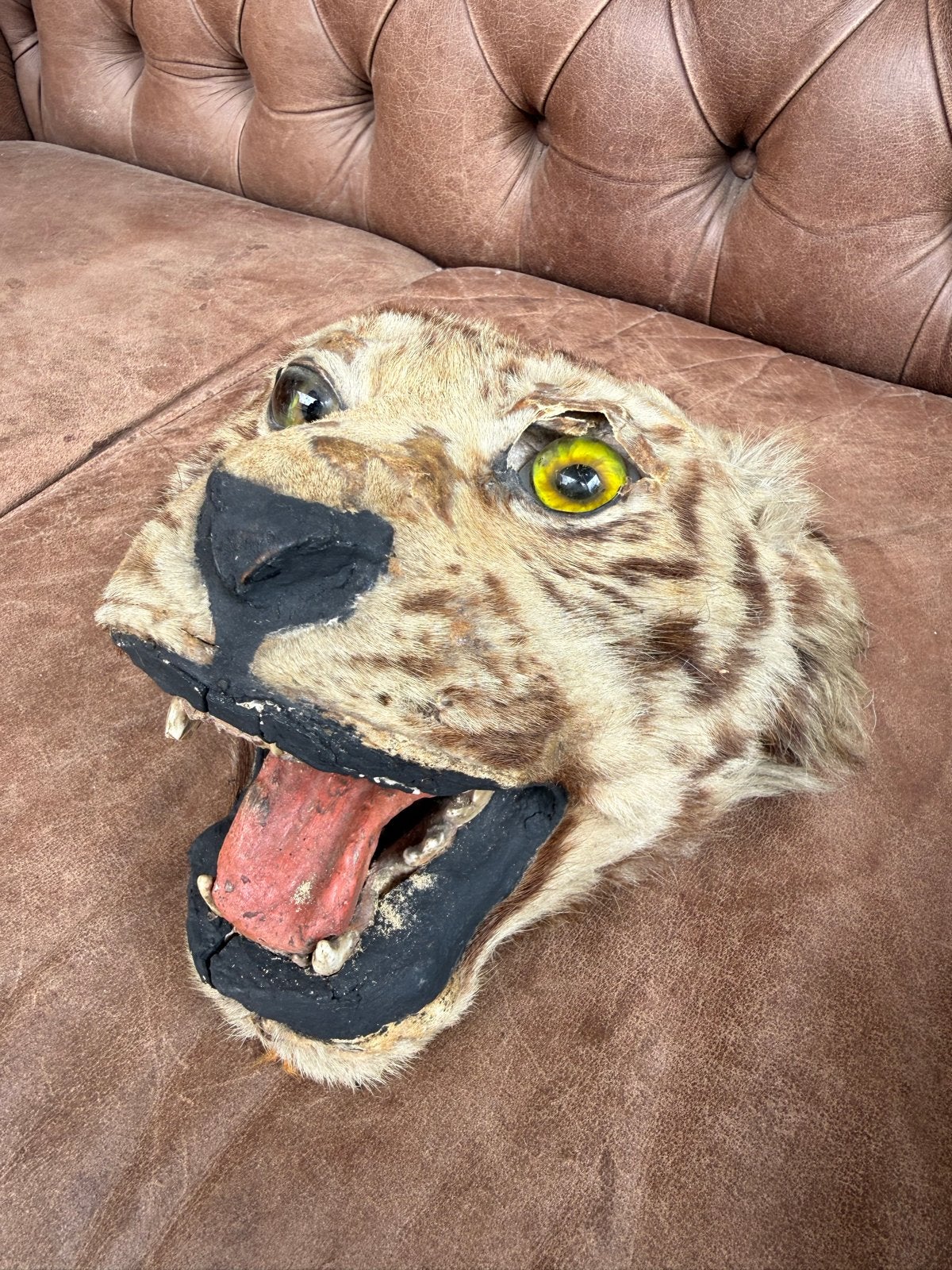 Opgezette tijgerkop taxidermie antiek pre cites, Verzamelen, Ophalen of Verzenden