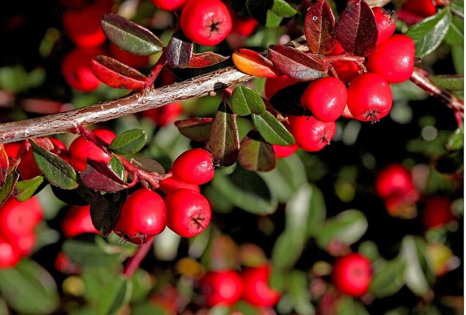 250 Cotoneaster Eicholz – Dé Ideale Taludbeplanting €300,-, Tuin en Terras, Planten | Tuinplanten, Bodembedekkers, Volle zon, Vaste plant
