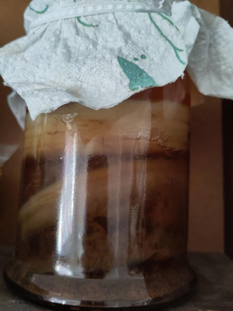 Kerngezonde XXL kombucha Scoby+ 0.5 liter starter vloeistof, Diversen, Levensmiddelen, Ophalen