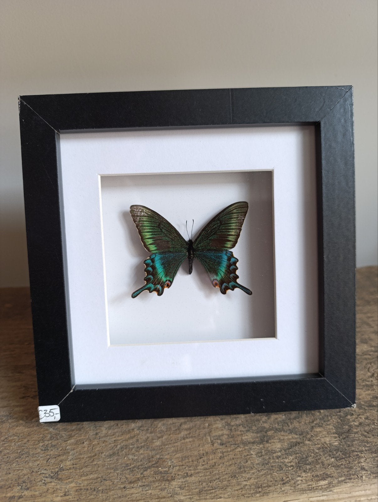 Vlinder - Papilio Maackii (lente) - Zelf geprepareerd!, Verzamelen, Ophalen, Nieuw, Insect, Opgezet dier