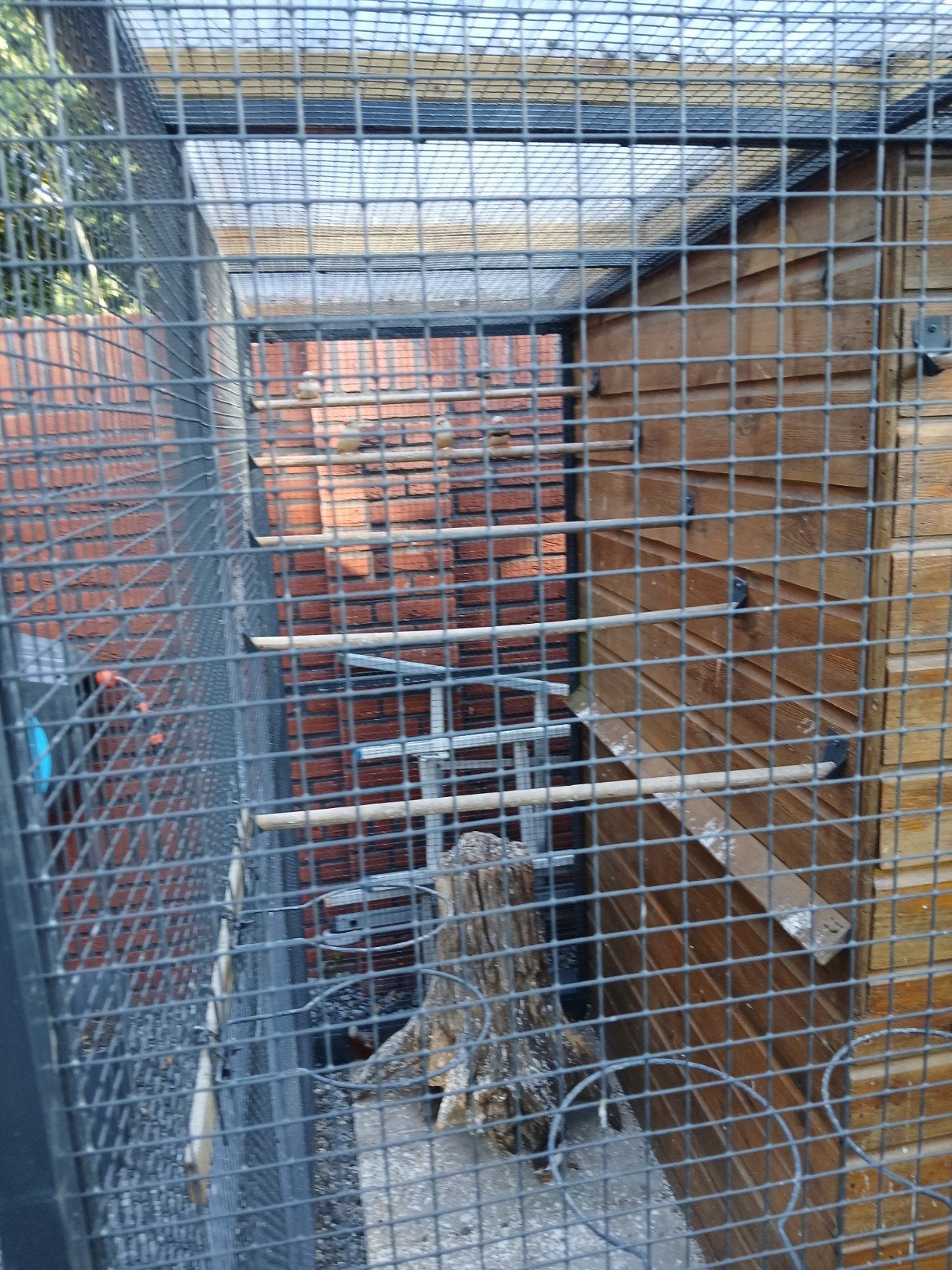 zebravinken en kwartels, Meerdere dieren, Kleurkanarie