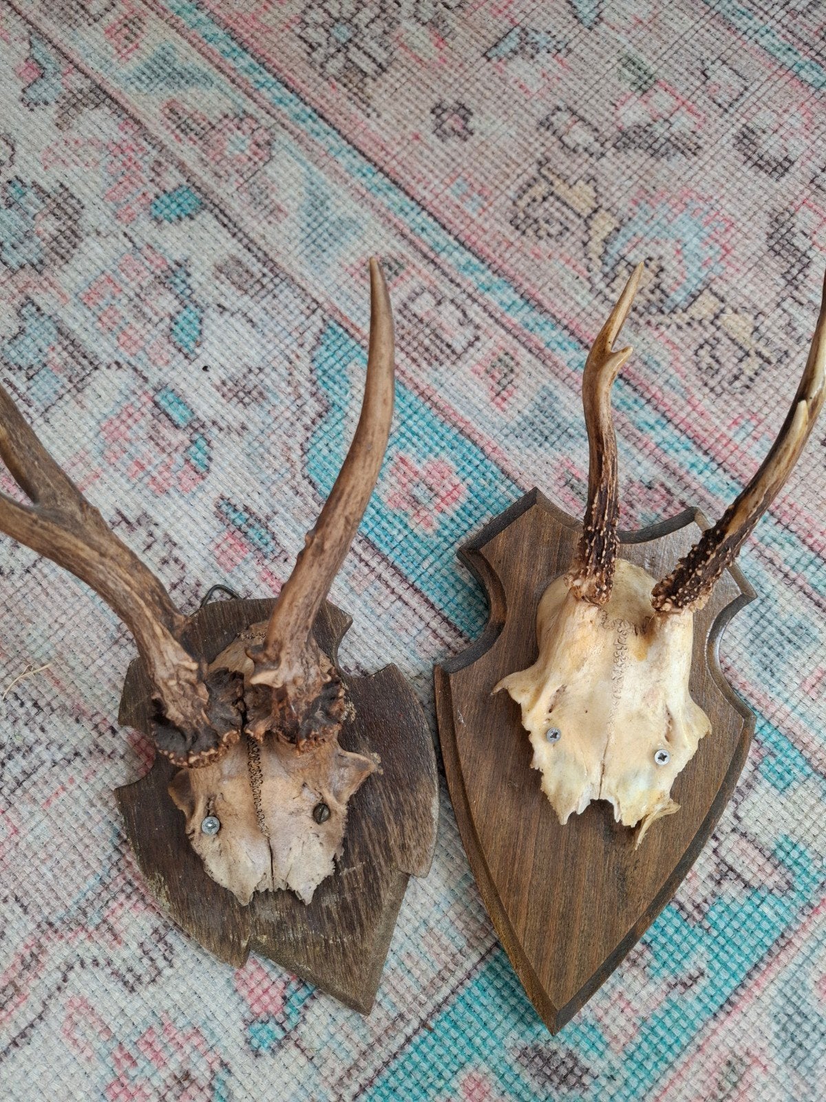 Reeën geweien op schild - Set van 2, Ophalen of Verzenden, Gebruikt
