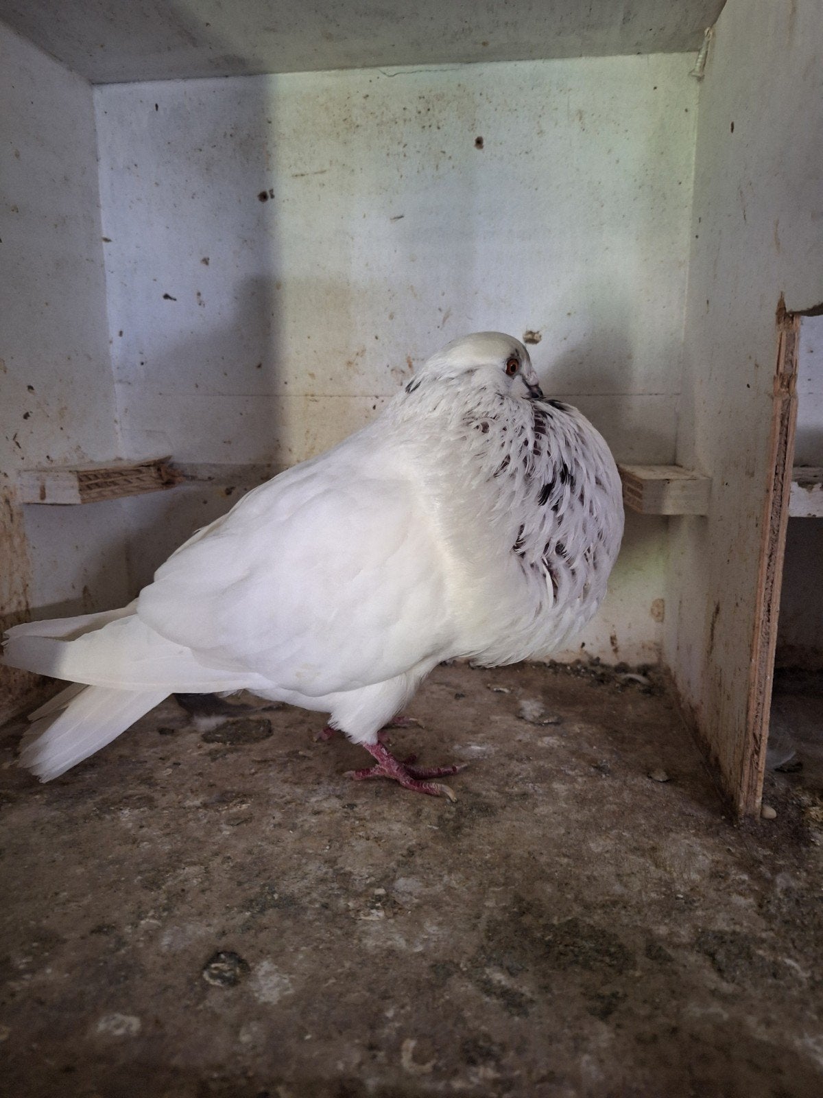 gaditano, Dieren en Toebehoren, Pluimvee, Vrouwelijk, Overige soorten