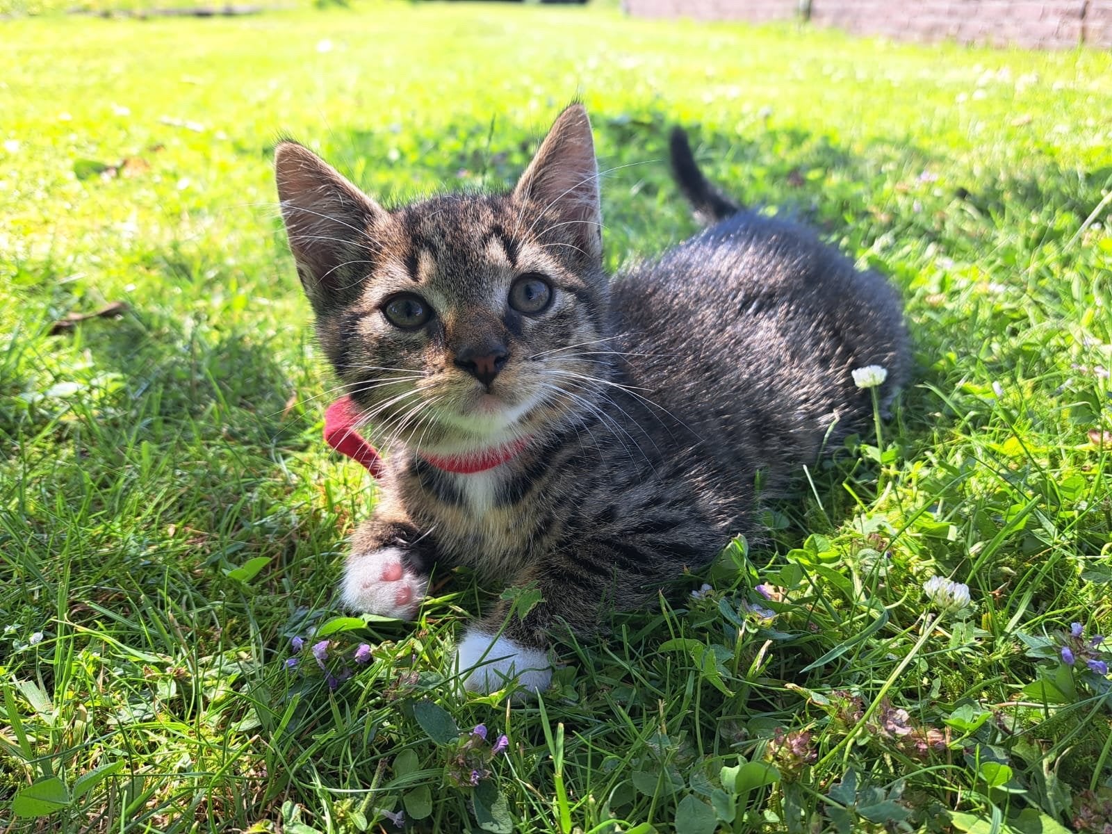 Prachtige kittens, Dieren en Toebehoren, Meerdere dieren