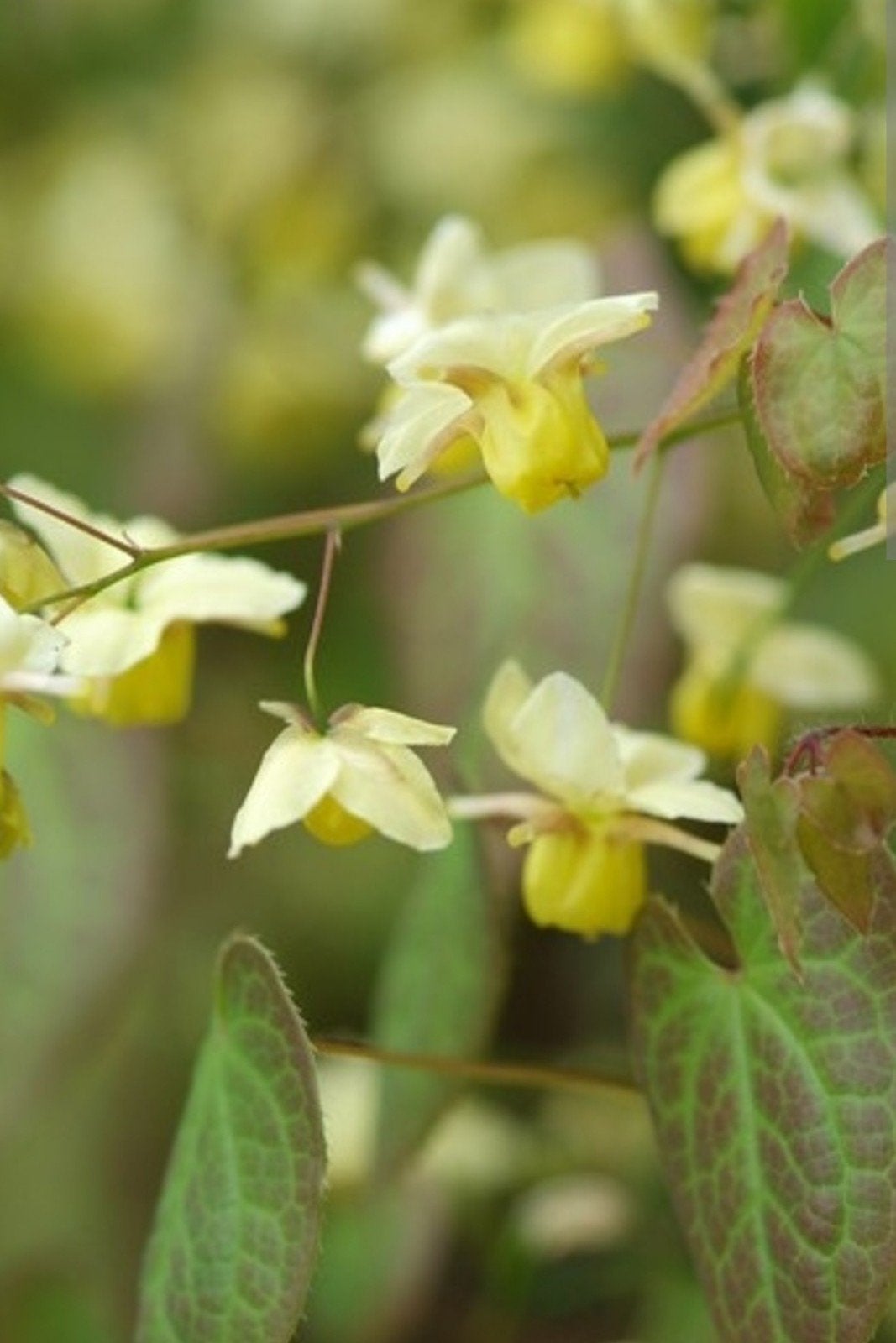 pollen Epimedium x versicolor " sulphureum" elfenbloem, Ophalen, Bodembedekkers, Vaste plant, Halfschaduw