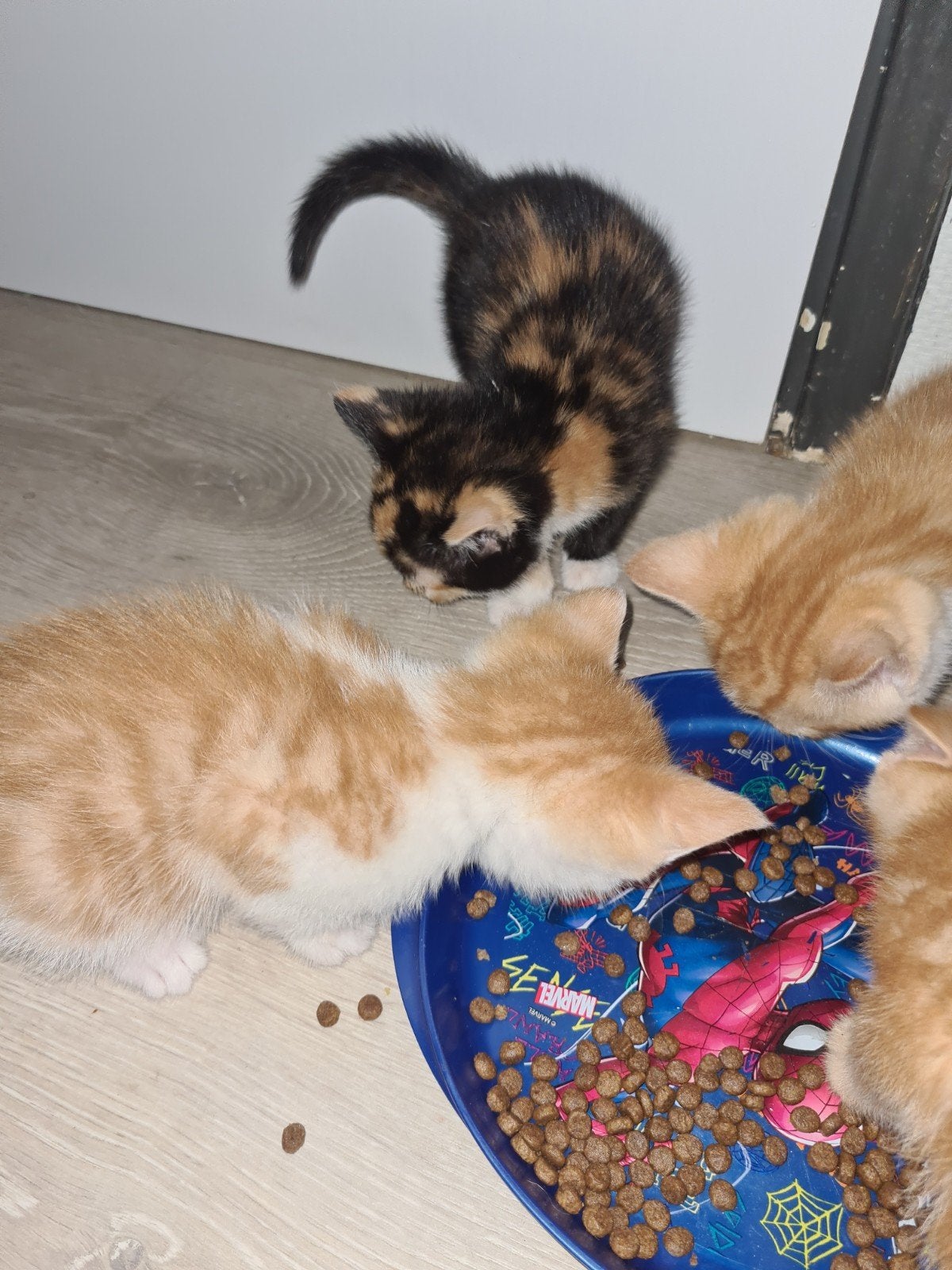 7 lieve kittens!, Dieren en Toebehoren, Meerdere dieren, Kortharig