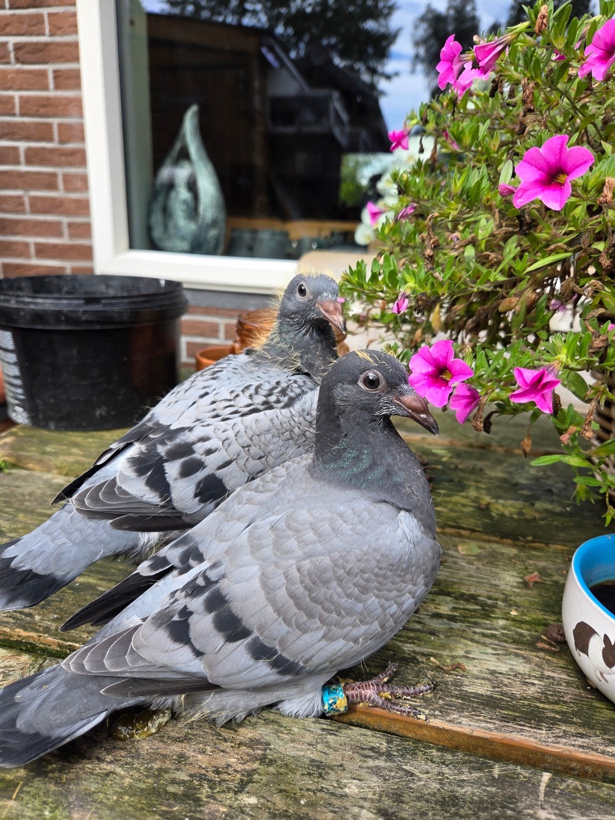 2 late jongen, Meerdere dieren, Postduif