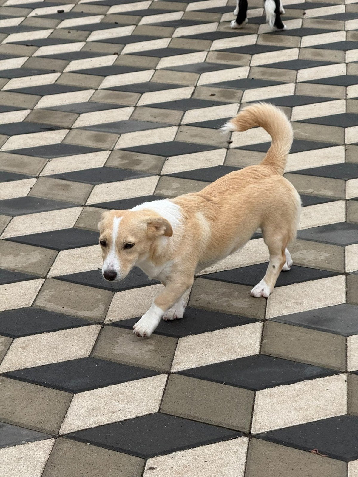 Puppy ter adoptie klein middelgroot, Particulier, 15 weken tot 1 jaar, Buitenland, Meerdere