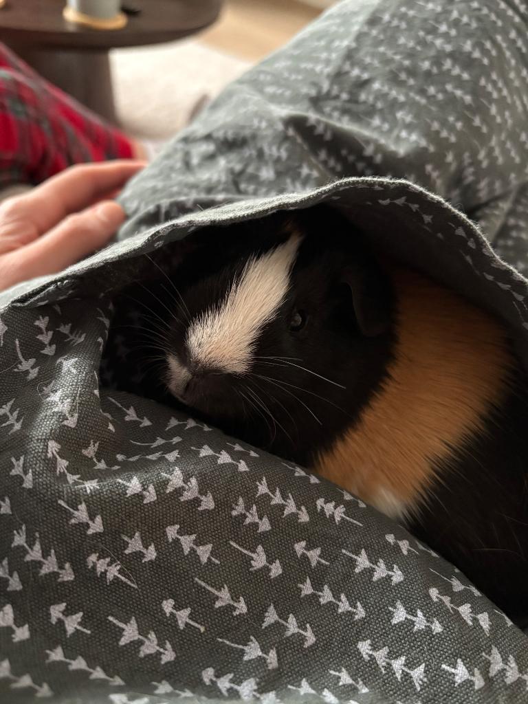 Twee lieve cavia’s + hok te koop, Dieren en Toebehoren, Cavia, Mannelijk, Tam, Oktober