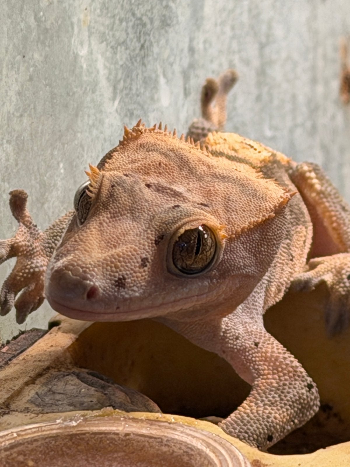 Wimper gekko’s Crested Gecko photo 3