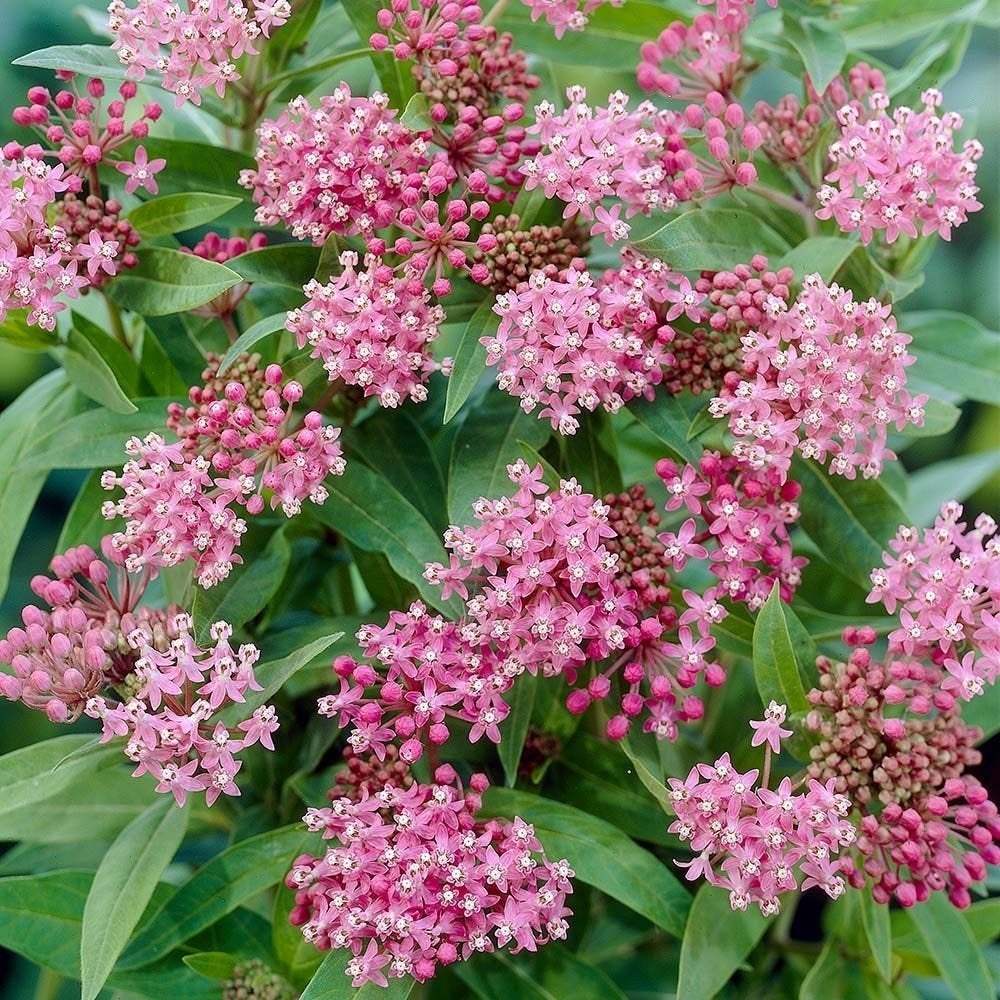 Zaden Asclepias incarnata, Tuin en Terras, Ophalen of Verzenden, Volle zon