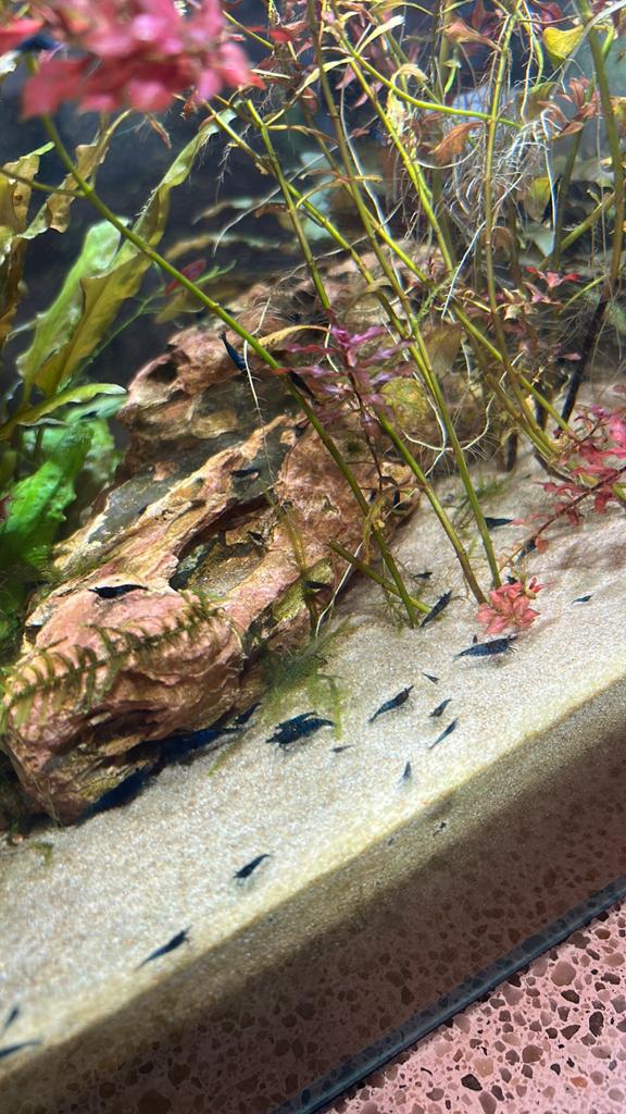 Blauwe garnalen, Kreeft, Krab of Garnaal