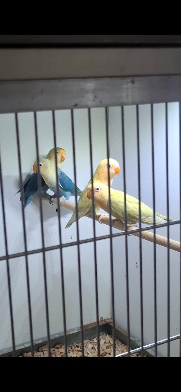 jonge fischeri aqua, Geslacht onbekend, Dwergpapegaai of Agapornis