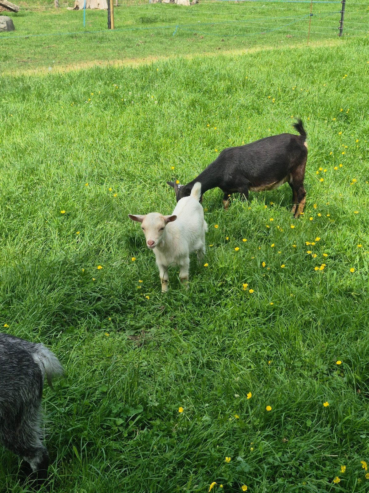 Prachtige dwerggeiten bok, Dieren en Toebehoren, Schapen, Geiten en Varkens, Mannelijk, Geit, 0 tot 2 jaar