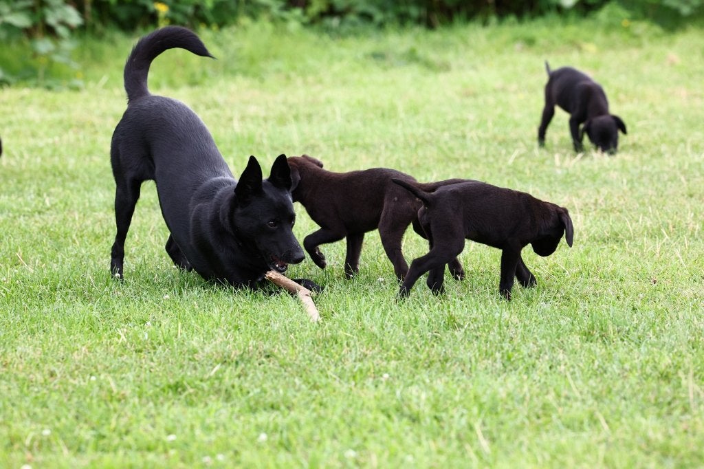 labrador pups / duitse herder pups =Sheprador +border collie, 8 tot 15 weken, Labrador retriever, Meerdere, Meerdere dieren