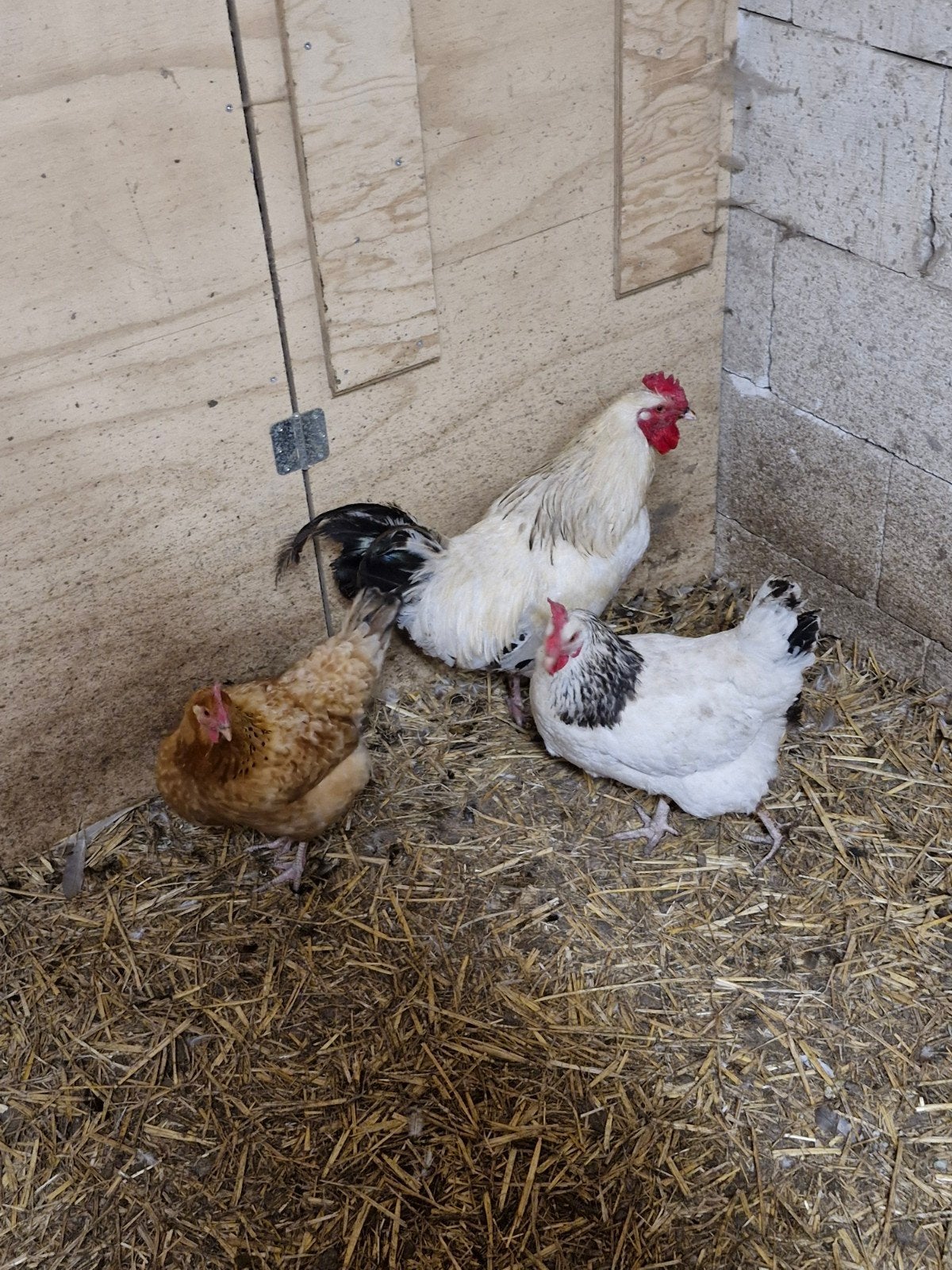 Sussex kippen, Meerdere dieren, Kip