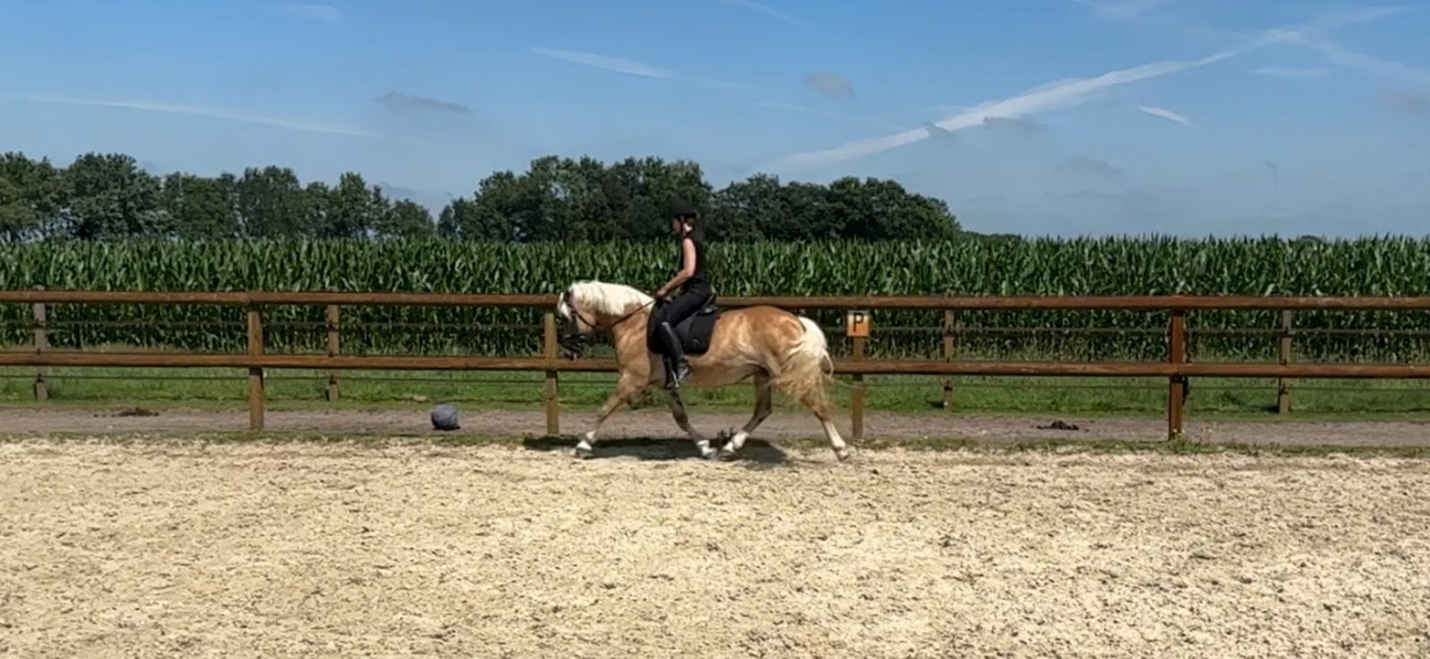 14 jarige Elite Halfinger merrie, Merrie, Recreatiepaard