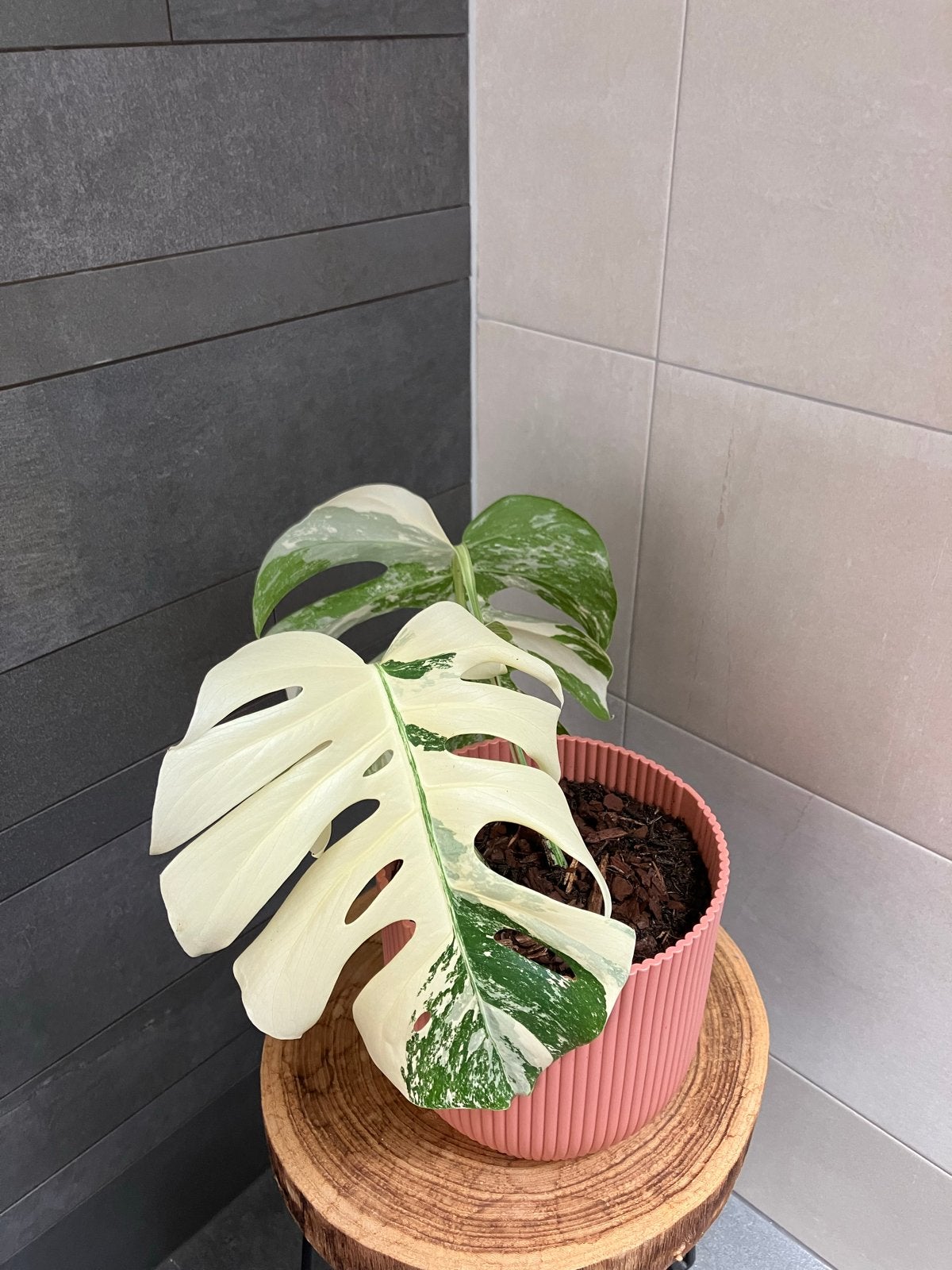 Monstera Albo Variegata - Zeldzame Kamerplant, Groene kamerplant, Ophalen, Halfschaduw, Minder dan 100 cm