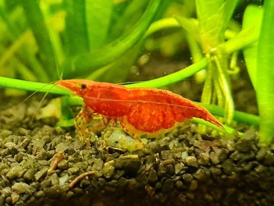 Cherry bee garnalen mix, Kreeft, Krab of Garnaal, Zoetwatervis, Schoolvis