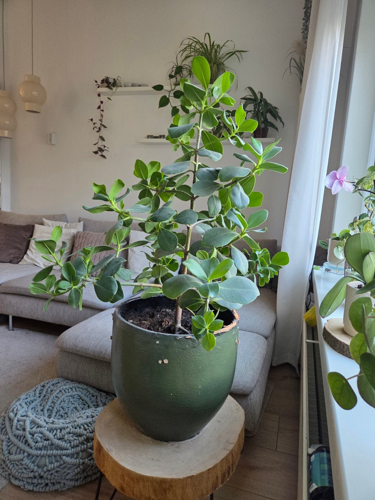 Mooie kamerplant met pot, 1 meter hoog, Ophalen, Halfschaduw, Minder dan 100 cm