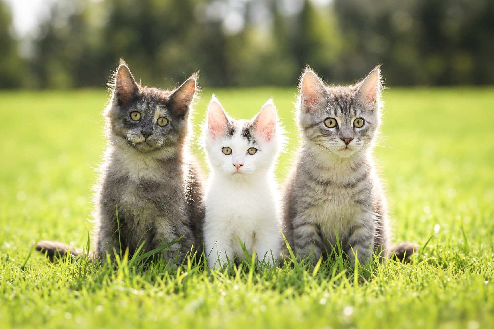 Main Coon kittens, Meerdere dieren