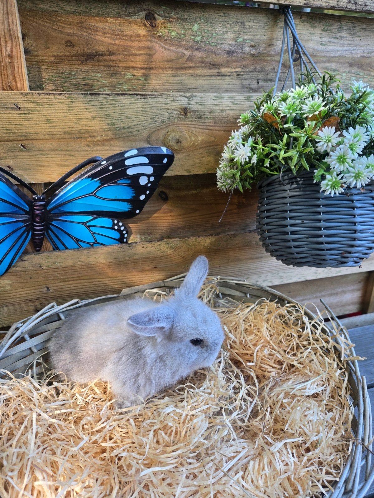 minilop, Dieren en Toebehoren, Meerdere dieren, Dwerg