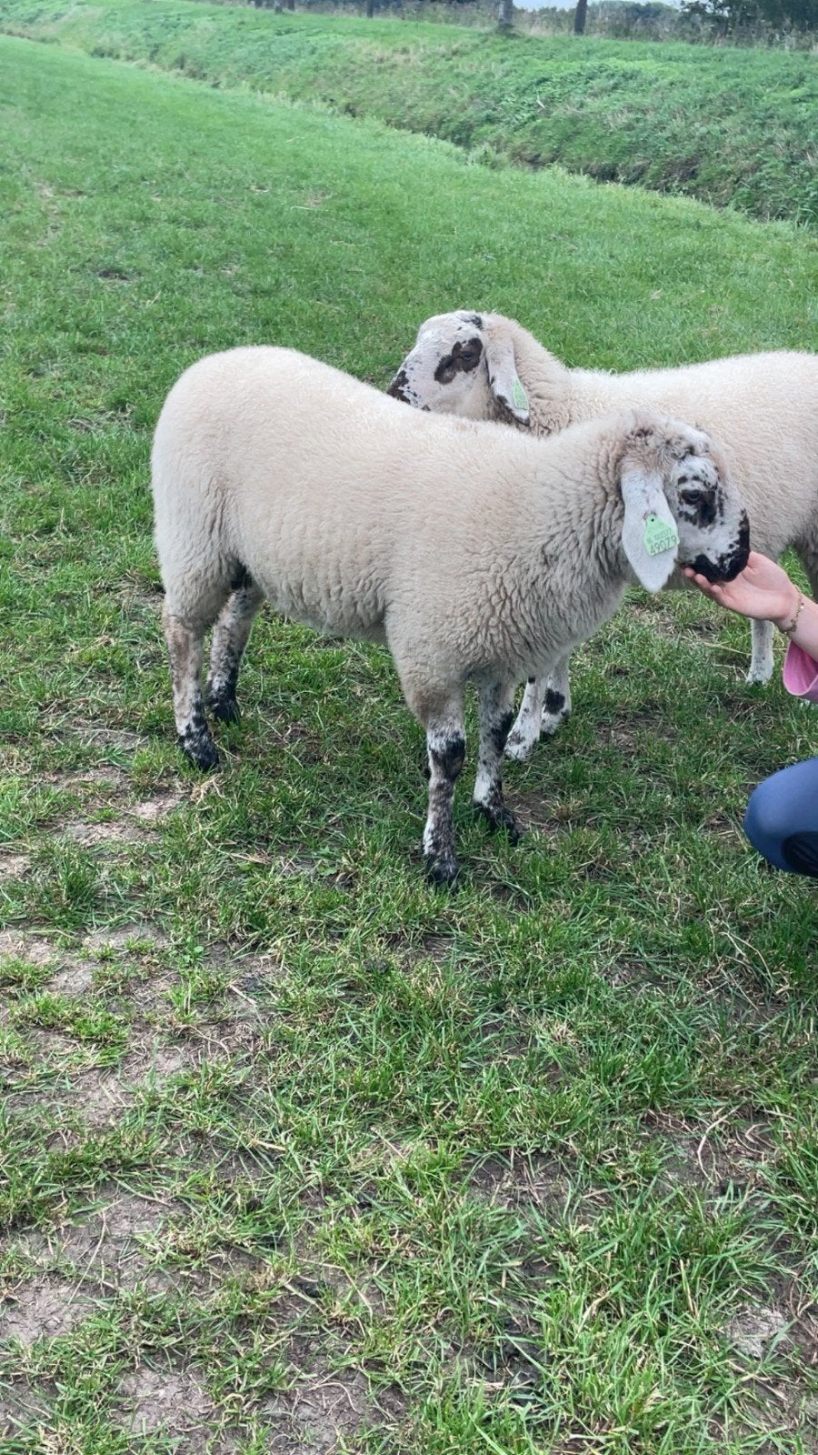 super ram kruising tussen swifter en schonnebeker, Dieren en Toebehoren, Mannelijk, Schaap, 0 tot 2 jaar