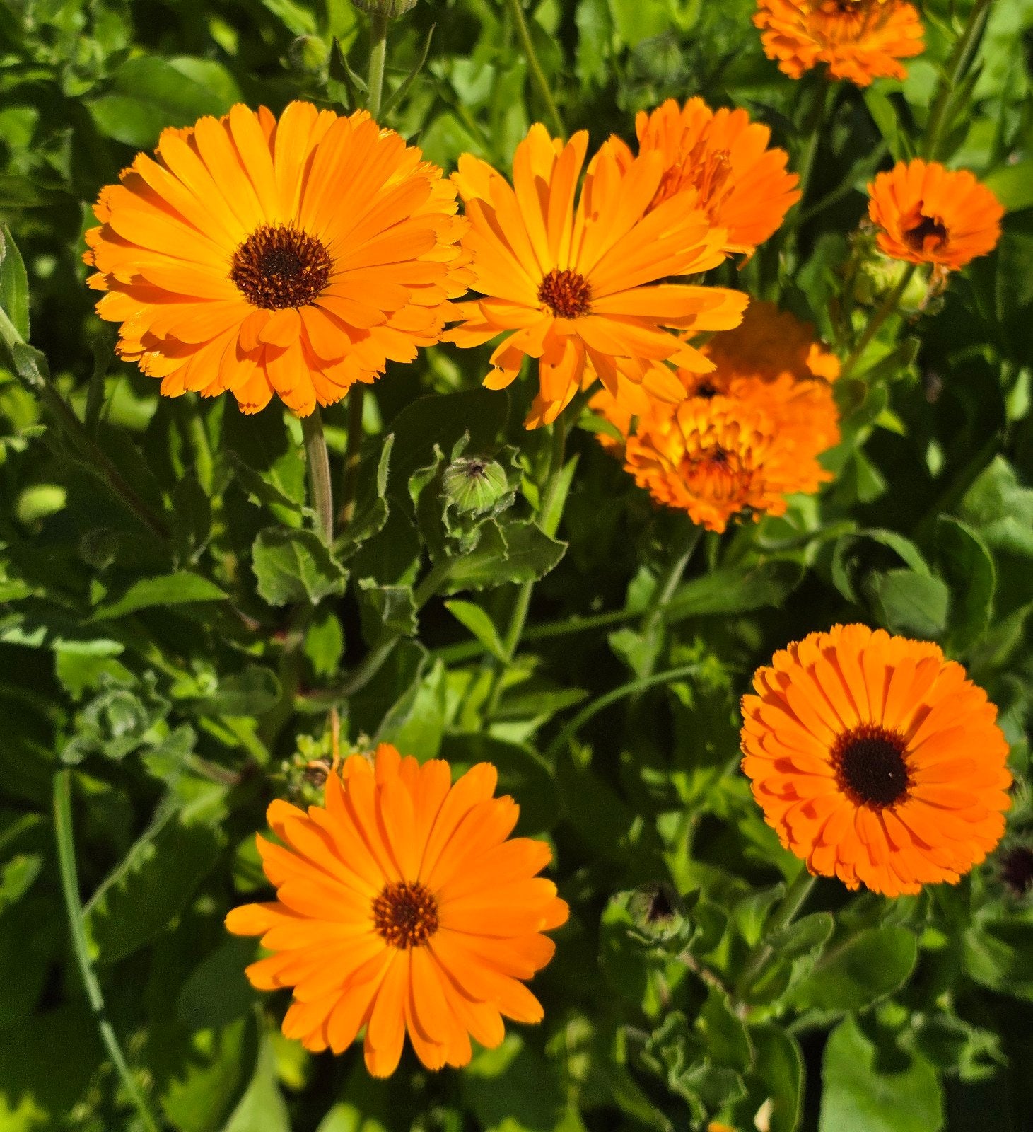 Biologische Goudsbloem Zaden - 1 gram uit eigen tuin, Ophalen of Verzenden
