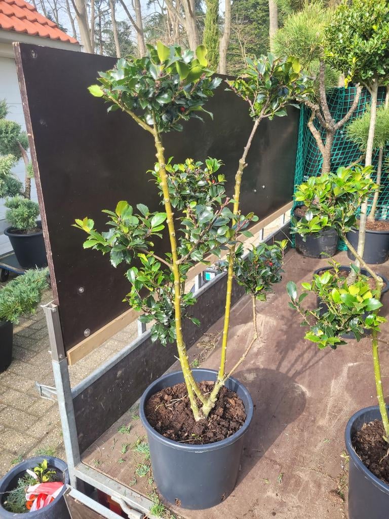 Ilex Vormsnoei - Prachtige Hulst in Vorm, Tuin en Terras, Planten | Tuinplanten, Ophalen