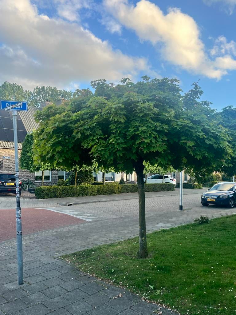 Prachtige Bolboom - Ideaal voor elke tuin, Tuin en Terras, Planten | Bomen, Bloeit niet, Ophalen of Verzenden, 250 tot 400 cm