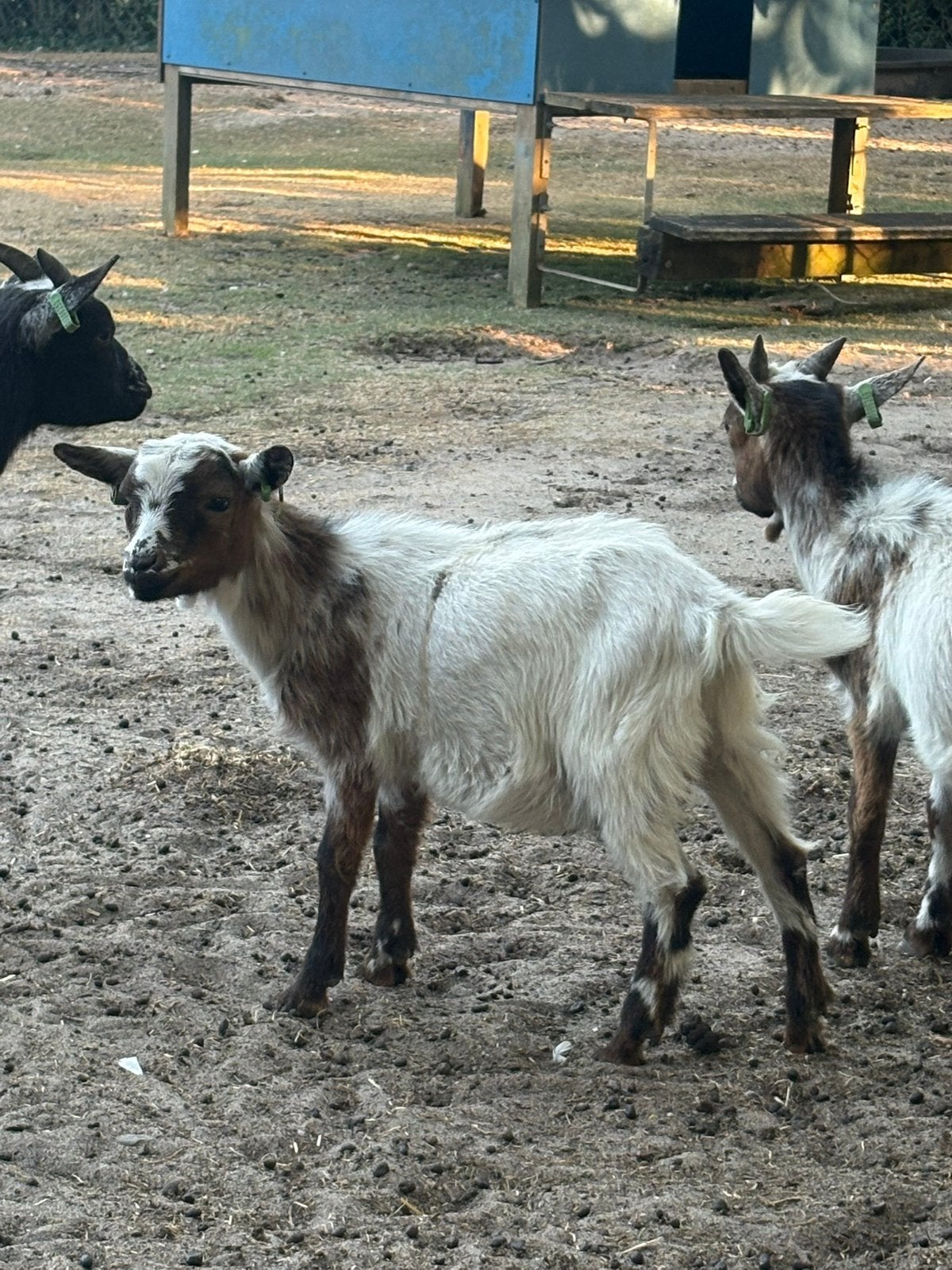 Dwerggeiten bokjes, Dieren en Toebehoren, Mannelijk, Geit