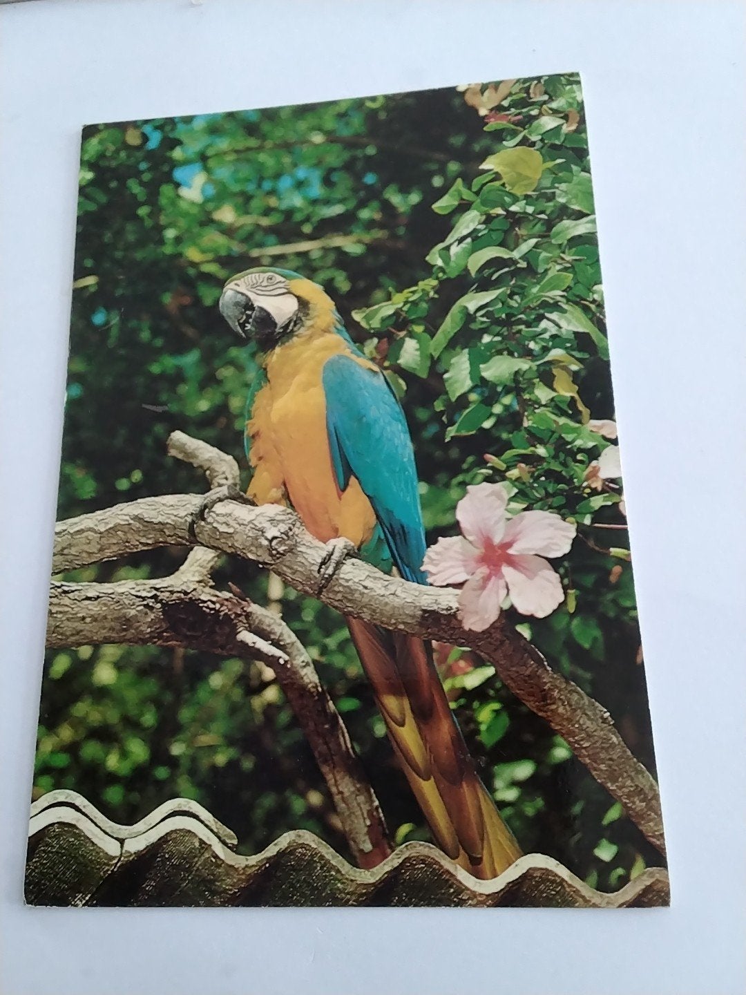 TENERIFE. GUACAMAYO.  PAPEGAAI, Ophalen of Verzenden