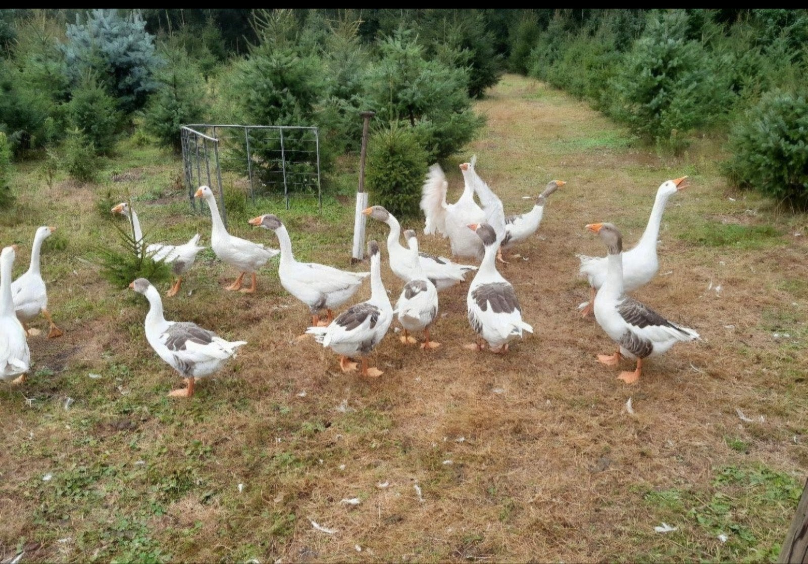 ganzen, Meerdere dieren, Gans of Zwaan