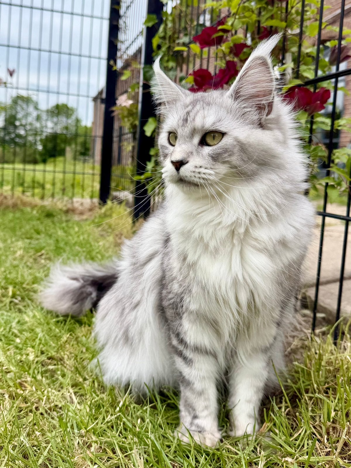 Maine Coon herplaatster Stamboom 1jaar, Dieren en Toebehoren, Katten en Kittens | Raskatten | Langhaar, Poes, Met stamboom, 0 tot 2 jaar