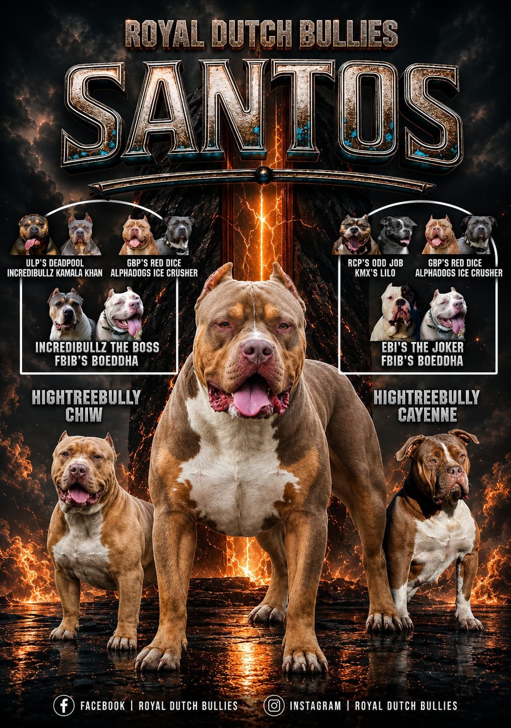 American bully xl dekreu, Dieren en Toebehoren, Reu, Parvo, Eén hond, 3 tot 5 jaar