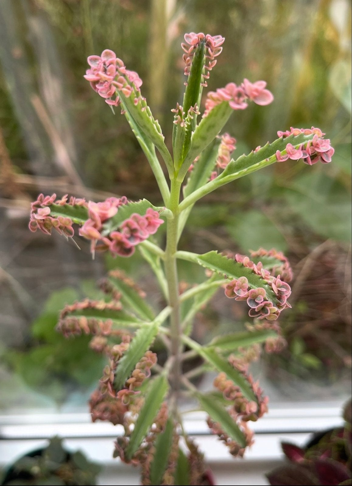 Gratis Kalanchoe ‘butterflies’ baby plantjes, Volle zon, Vaste plant, Bloeit niet, Ophalen