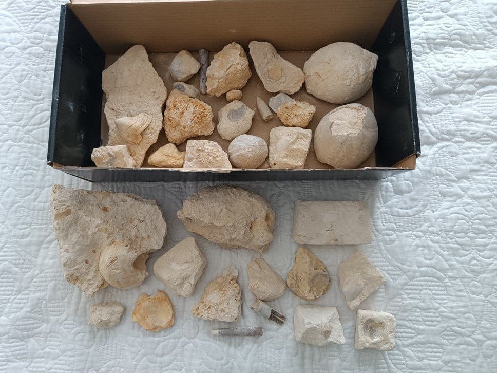 Uitgebreide verzameling fossielen, Verzamelen, Mineralen en Fossielen, Ophalen of Verzenden, Fossiel