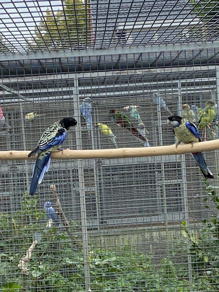 Gevraagd. Browns rosella, Dieren en Toebehoren, Vogels | Parkieten en Papegaaien, Meerdere dieren, Parkiet