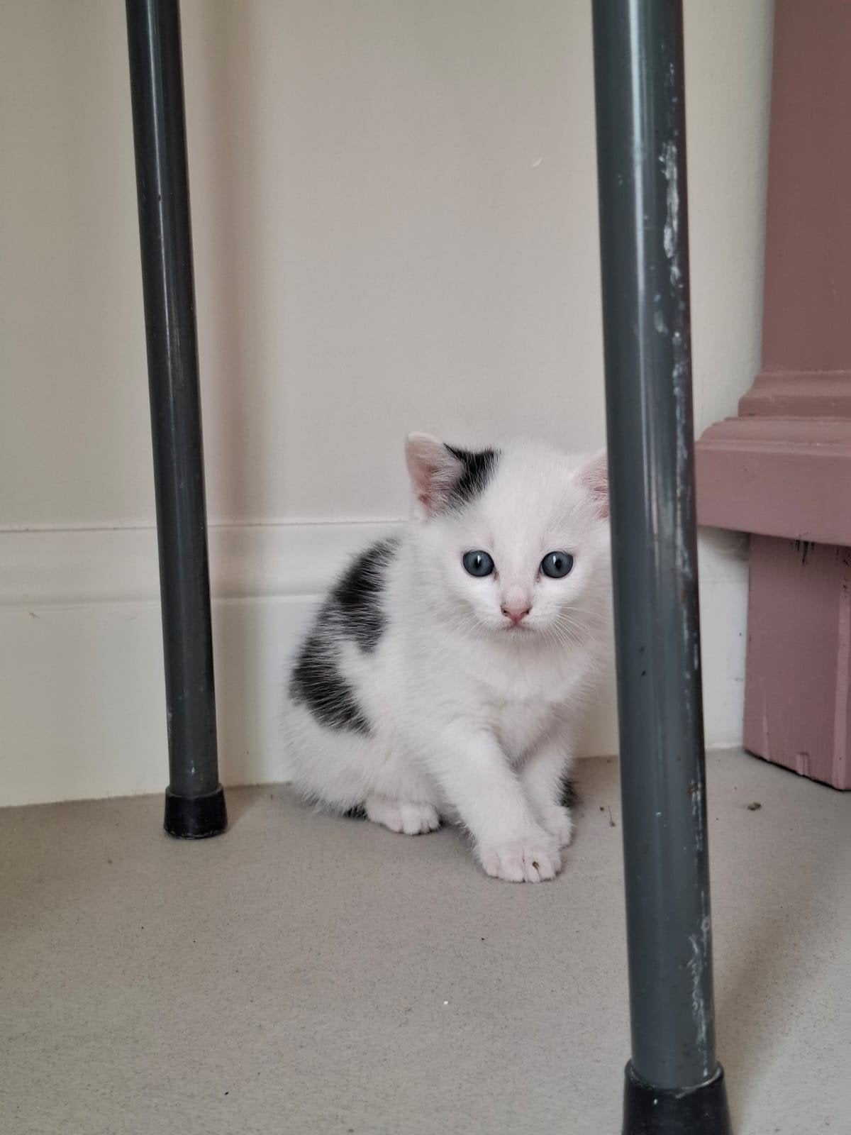 Prachtige sociale, aanhankelijke kittens, Dieren en Toebehoren, Katten en Kittens | Overige Katten, Meerdere dieren, Kortharig