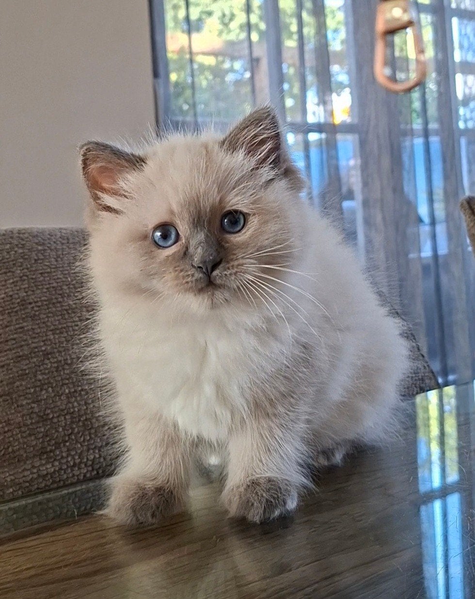 blue point ragdoll kitten met stamboom, Meerdere dieren, Met stamboom, 0 tot 2 jaar