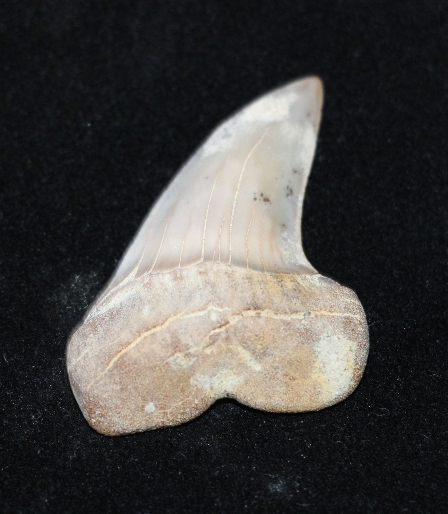 Isurus Planis, Ophalen of Verzenden, Fossiel