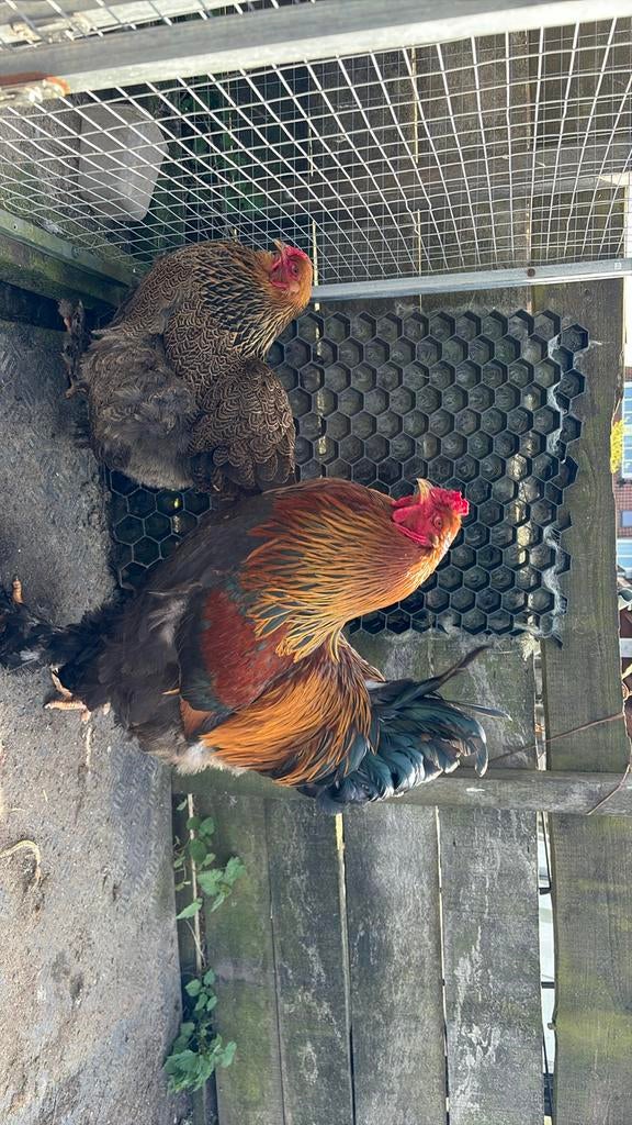 Broed eieren, Geslacht onbekend, Kip