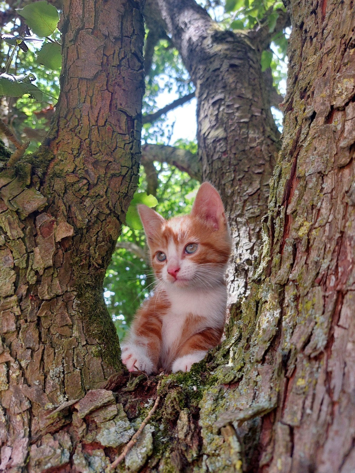 Boerderij kittens, Dieren en Toebehoren, Katten en Kittens | Overige Katten, Meerdere dieren