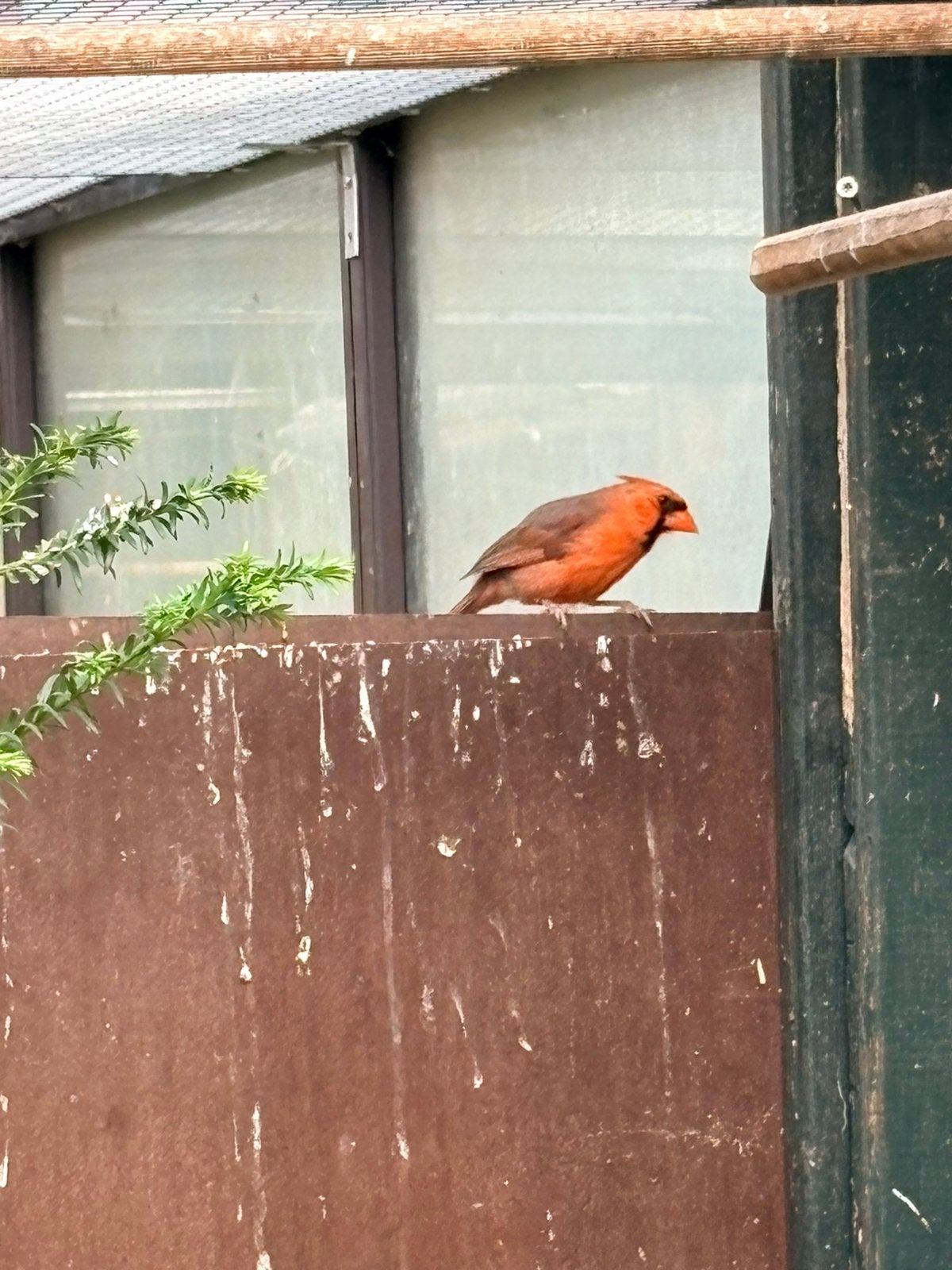 rode kardinaal 1-0, Dieren en Toebehoren, Vogels | Overige Vogels, Mannelijk, Geringd