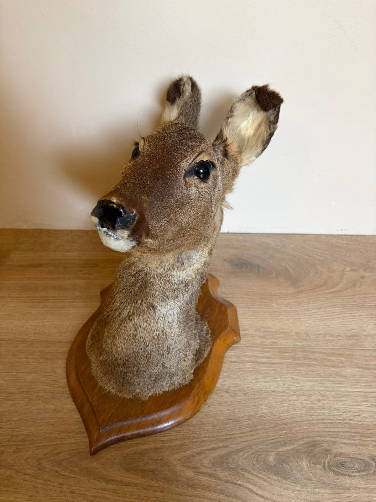 Opgezette reegeit (herten)kop op houten schild - Taxidermie, Ophalen of Verzenden, Zo goed als nieuw, Hert
