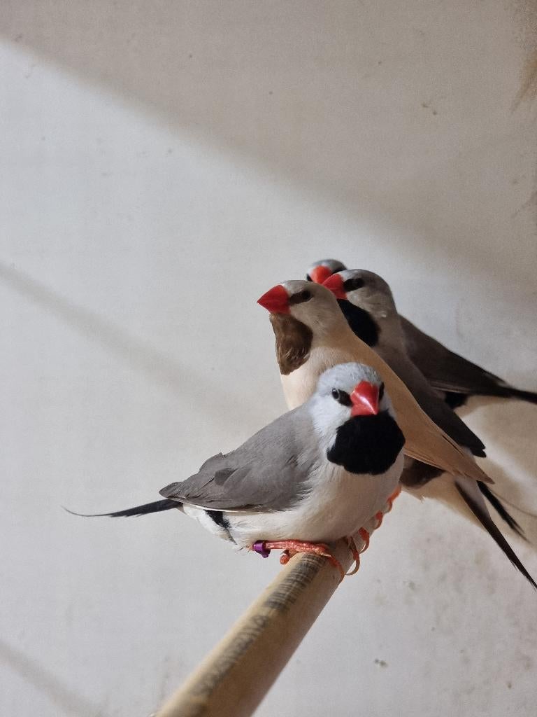 Spitsstaartamadine | Veel keuze uit tropische vogels, Meerdere dieren, Tropenvogel